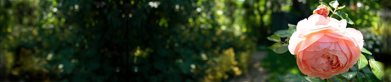 background BFT